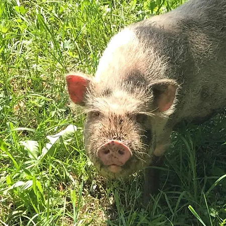 Wagnermoosgut *